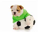 english bulldog puppy playing with stuffed soccer ball on white background