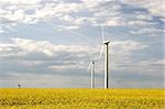 Wind farm with rape field