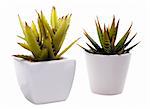 Two aloe vera, cactus, in white porcelain pots, isolated on white background