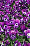 Spring violets bloom in endless field of color