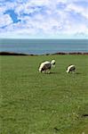 sheep and lamb grazing on green grass on the coast in ireland