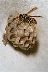 portrait of wasp on her nest in the wall