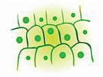 photosynthesis leaf plant cell vector illustration