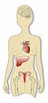 Medical illustration, Estrogen and Female Organs-showing brain, heart, liver, urogenital system, bones.Exam, presentetions
