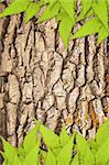 Texture - a bark of an old oak and green leaves