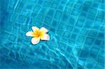 White flower floating on the water in the pool