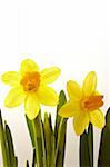 Nice daffodil background, for advertise or background for spring or easter themes