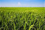 Paddy field close up in asia country.