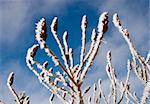 Frosted ornamental tree branches in the background of sky and clouds