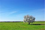 Almond tree in south of Portugal.