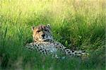 Cheetah - Vancouver Zoo in BC, Canada