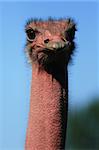 Ostrich - Vancouver Zoo in BC, Canada