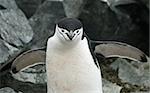 Chinstrap penguin 32
