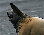 Elephant seal 11