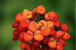 Orange Flower  - Butchart Gardens, Victoria, Vancouver Island -  BC, Canada