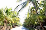 coconut palm trees track road tropical beach