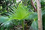 chit palm tree in jungle rainforest in Mayan Riviera Mexico