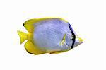 chaetodon ocellatus or spotfin butterflyfish in front of white background