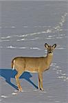 Whitetail Deer in Winter Saskatchewan Canada Cold freezing