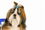 shih tzu puppy wearing blue bow in hair on white background