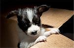 Little Puppy Papillon in carton box