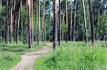 Landscape: pine forest of the Central Russia, Moscow area