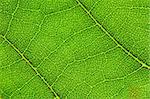 Texture of a green leaf as background