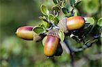 Group of acorn seeds on a branch.