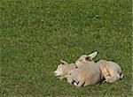 Two little lambs sleeping in the meadow