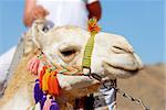 white african camel portrait, riding at desert in Egypt