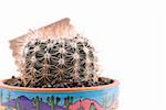 Close Up Details of a Cactus