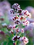 wild marjoram flower on a natural blurred background