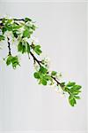 Inflorescences of white colours on branches and green leaflets.