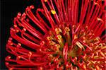 The petals of a red flower called protea on black (Selective Focus, Focus on some of the curled petls in the right bottom and middle lower part)