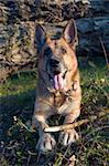 portrait of German Shepherd on the nature