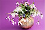 the bouquet of snowdrops in vase on violet