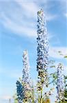 Delphinium blue against the blue sky with clouds