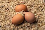 Three brown eggs laying on sawdust