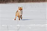 Fox on white snow