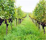 An image of a green vineyard and grass