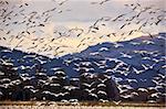 Thousands of Snow Geese Flying Across Mountain    Black dots in background are not sensor spots by the black wings of snow geese in the distance