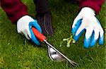 Hand weed Tool, gloves and actual weed pulled