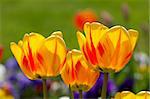 Yellow Tulips in closeup view