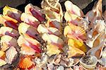 seashells shark jaws clams Caribbean sea souvenirs non sustainable gifts