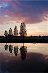 Leafless tree near lake on sunset background sky