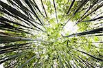 Green Bamboo Forest for background