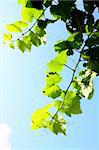 leaves and sunny sky summer time shot