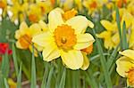 daffodil blooming