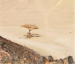 lonely dry tree  in Sahara desert near Hurghada, Egypt