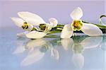 spring the flowering of snowdrops with the reflection